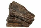 Fossil Dinosaur (Triceratops) Shed Tooth - Montana #288115-1